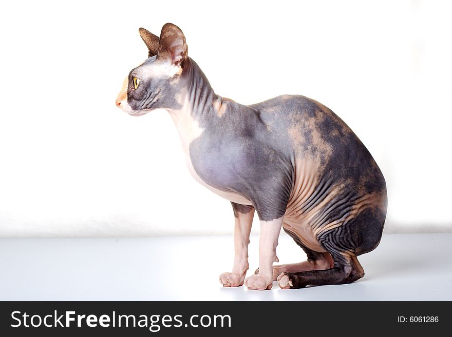 The Canadian sphynx