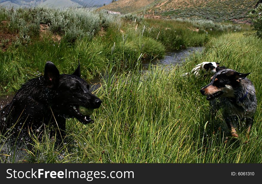 Dogs playing with ball in creek, Stanley Idaho. Dogs playing with ball in creek, Stanley Idaho