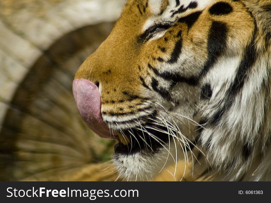A stunning tiger grooms his nose with his tongue. A stunning tiger grooms his nose with his tongue.