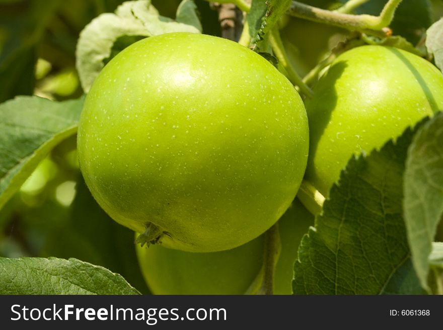 Lovely green apples bathed in sunshine hang on the tree. Lovely green apples bathed in sunshine hang on the tree.