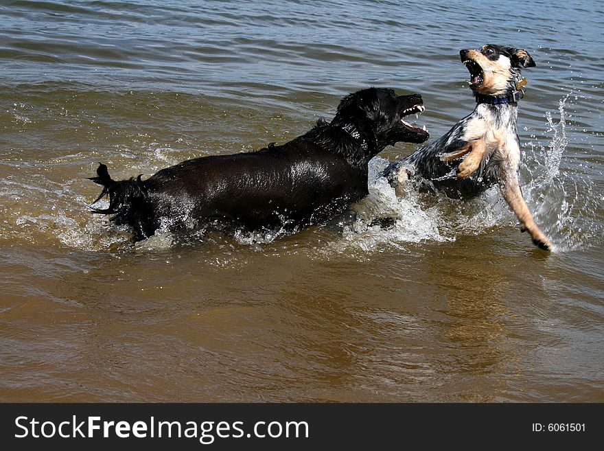 Dogs wrestling in lake for fun. Dogs wrestling in lake for fun