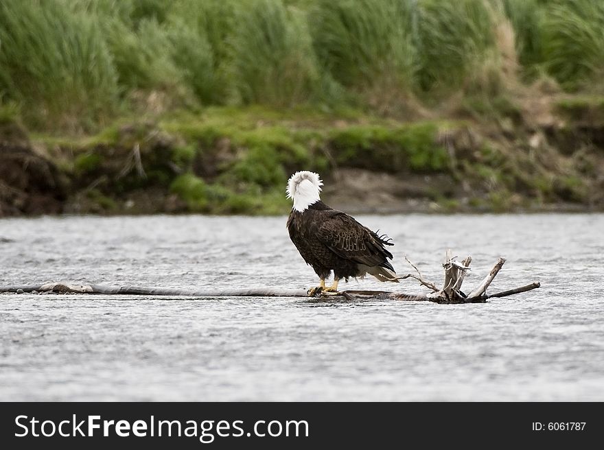 Bald Eagle sitting in Brooks River Alaska. Bald Eagle sitting in Brooks River Alaska