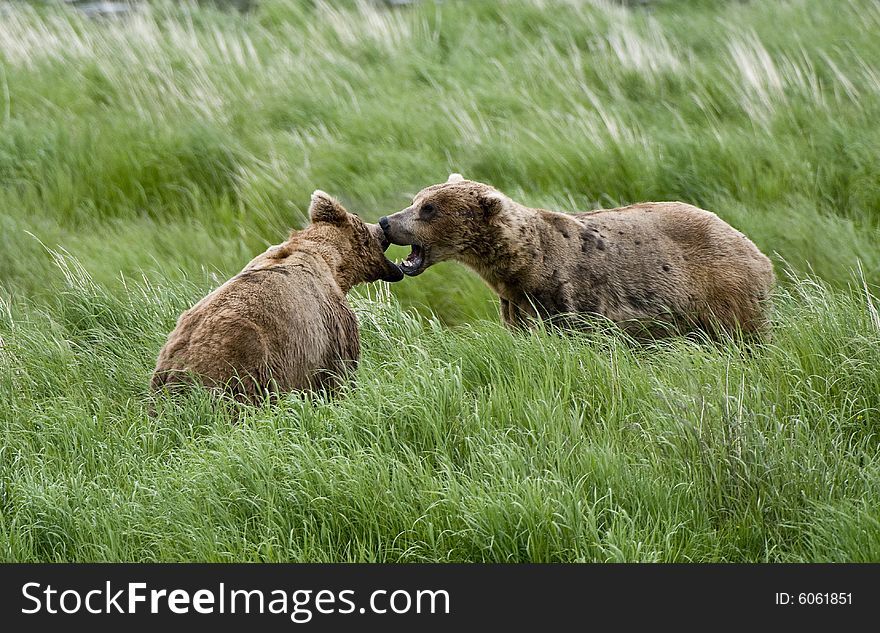 Two Brown Bears squaring off in Alaska