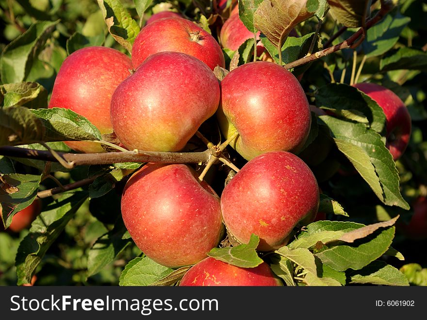 Group red ripe apple on the apple-tree