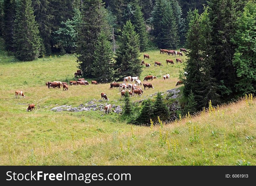 Herd of cows grazing on alpine field. Herd of cows grazing on alpine field