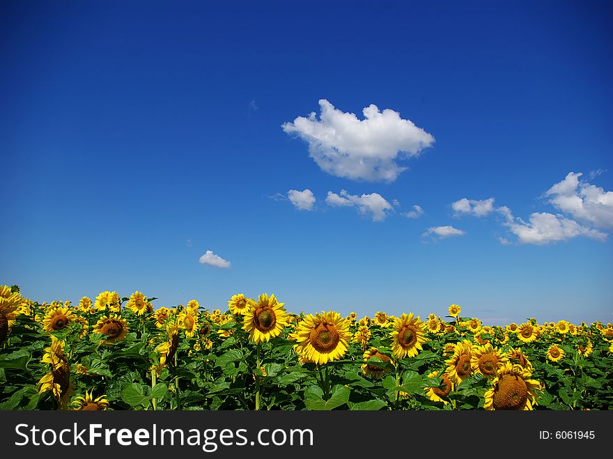 Sunflower field over cloudy blue sky. Sunflower field over cloudy blue sky