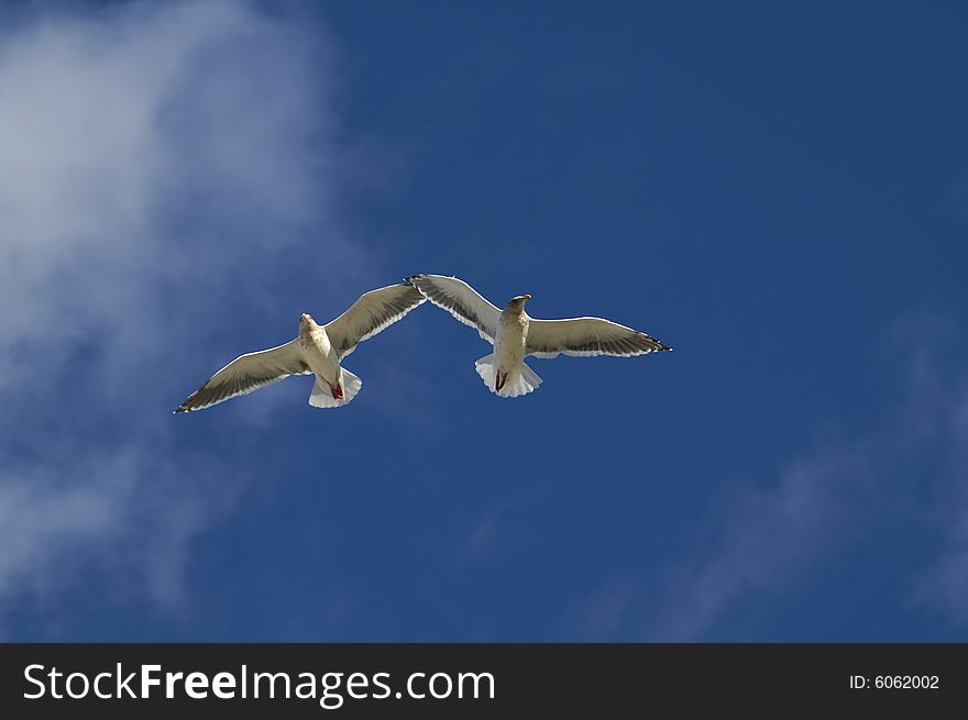 Two sea gulls by wing to wing fly to turn blue the sky.