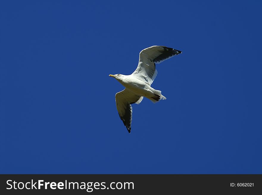 One sea gull flies high in turn blue the sky. One sea gull flies high in turn blue the sky.