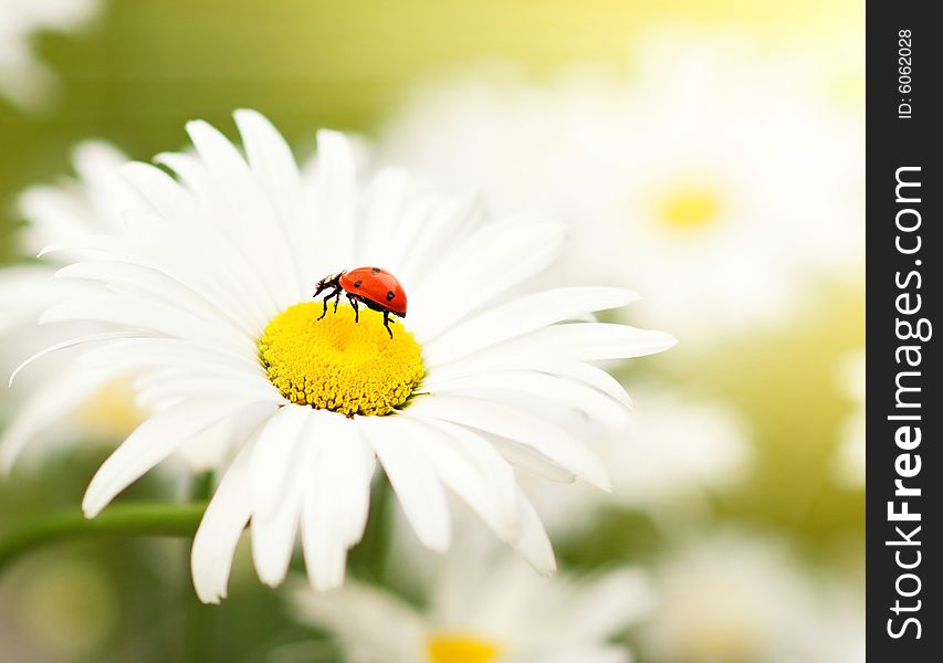 Ladybug sitting on a chamomile flower