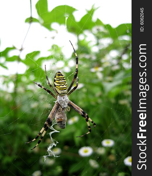 Close up for a spider with yellow texture in a farm