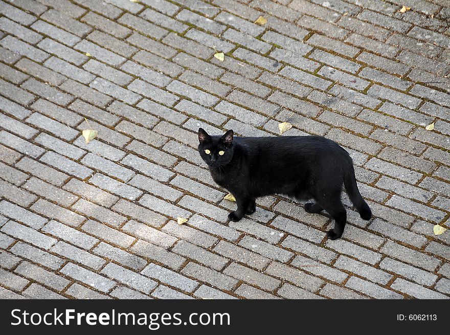 Black cat on paved roadway looking at us