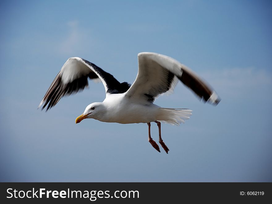 A seagull in flight fills the frame