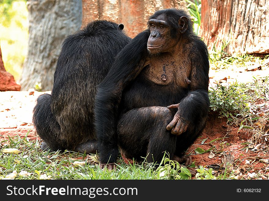 Image of chimpanzee is begging some feed.