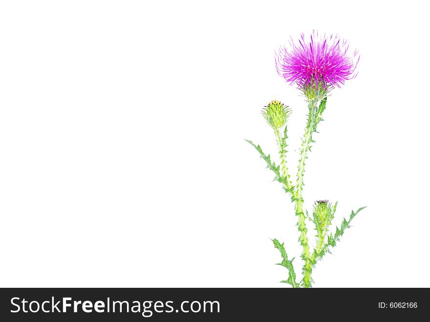 Beautiful  flowers on white background