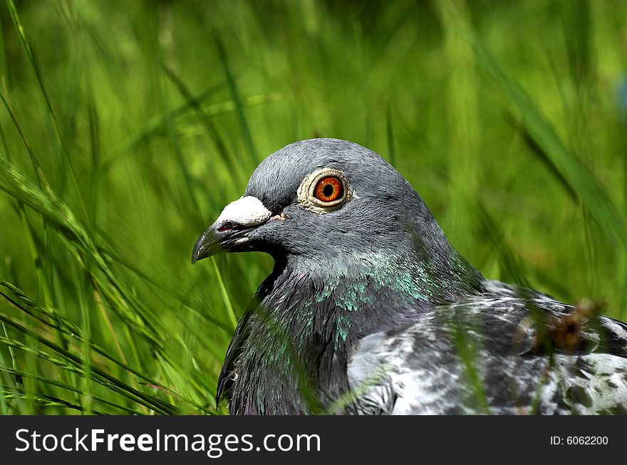 Homing pigeon in Nature. Macro. Head.
