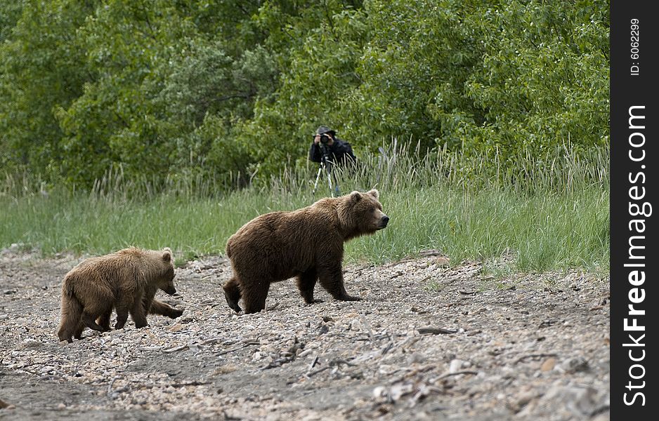 Brown Bear sow and Cubs