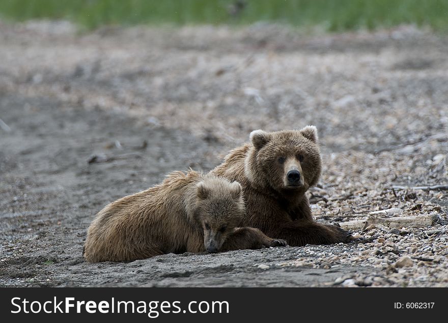 Brown bears lying on the beach near Brooks River, Alaska