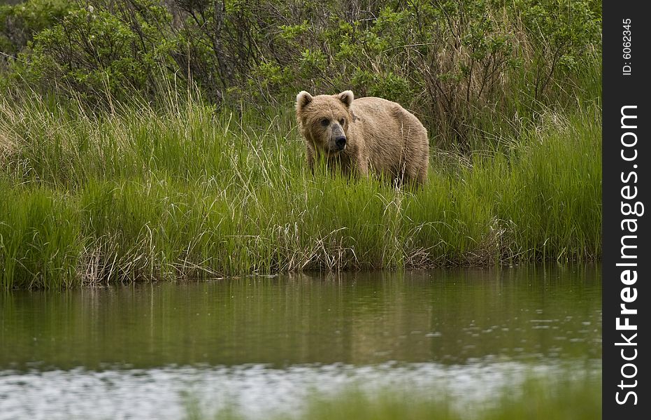 Brown bear looking for salmon in Brooks River, Alaska.