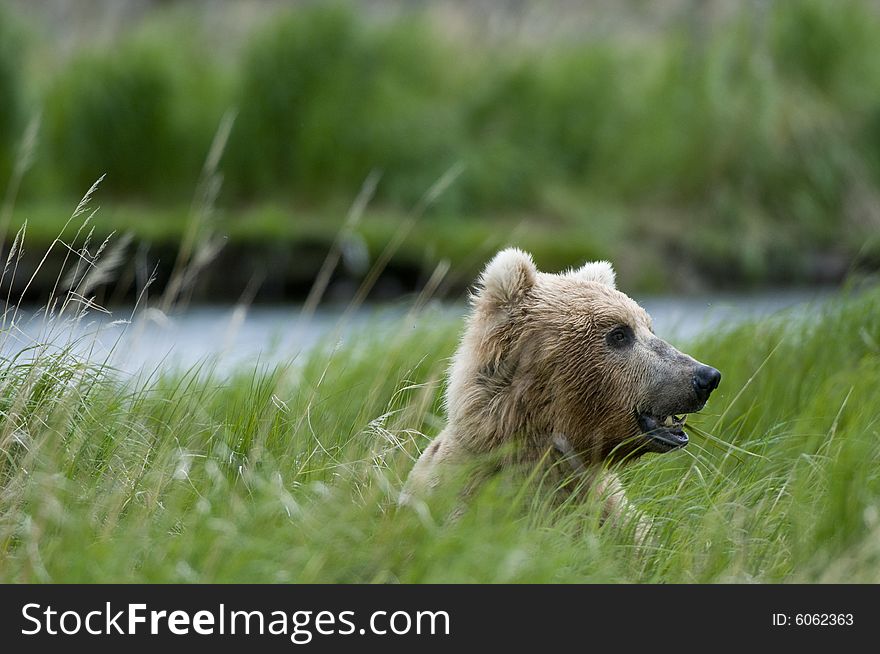 Brown bear chewing grass