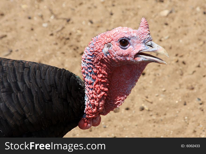 Head of a Solitary Turkey. Head of a Solitary Turkey