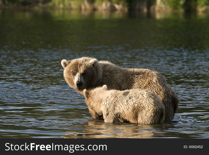 Brown bear sow protecting her cub in Brooks River, Alaska