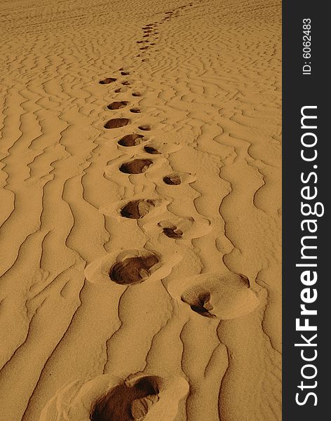 Lonely Footprints in the Sand-Vertical