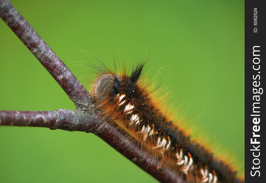 Look. Greater caterpillar creeping on a branch.