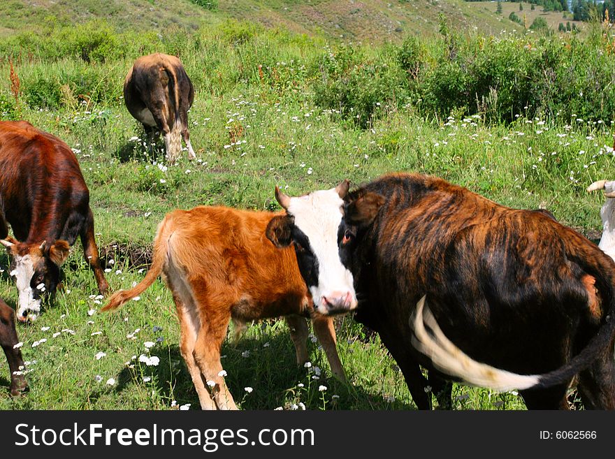 The cow  at the meadow of sinkiang china ..