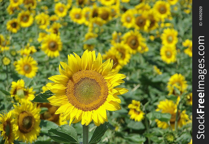Closeup of a bright  sunflower
