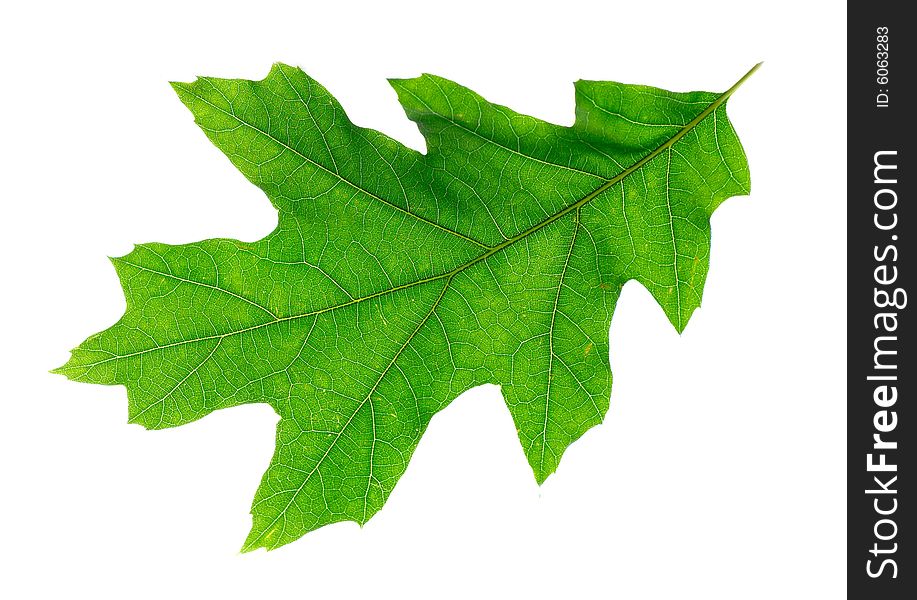 Green Leaf Isolated On White