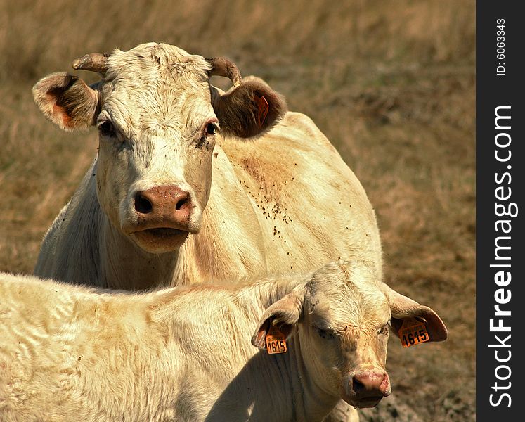 Lightbrown cow with her calf. Lightbrown cow with her calf