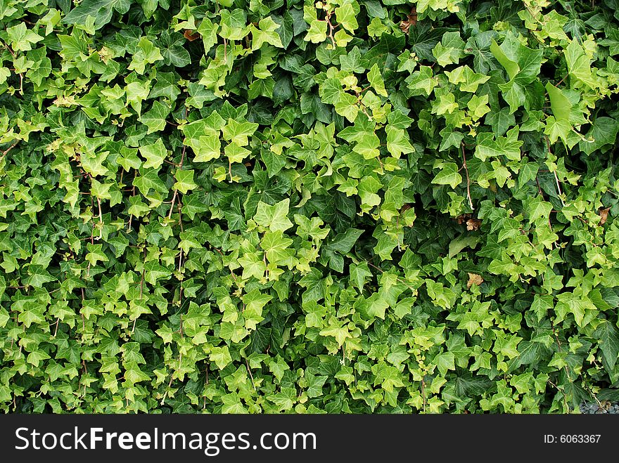 Green leafy bush. Horizontally framed photo. Green leafy bush. Horizontally framed photo.