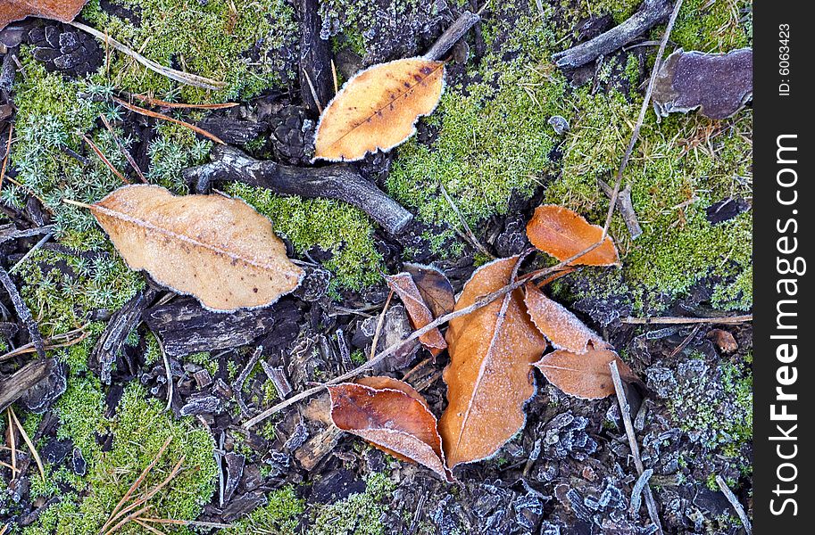 Autumn theme with frozen leaves