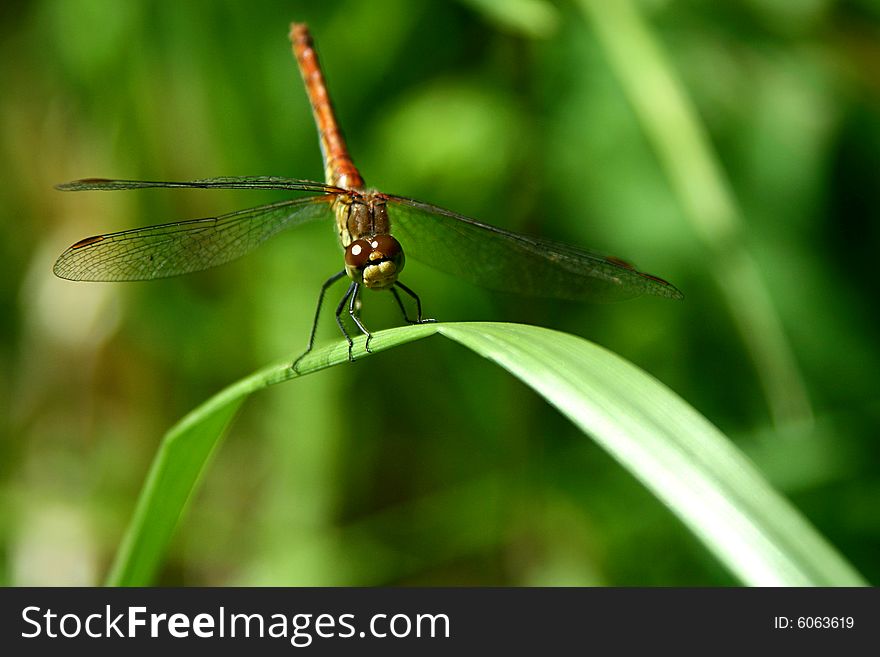 An image of a red dragonfly in a leave.