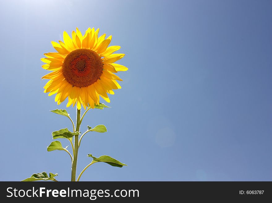 Single sunflower. Sunny sky on background.