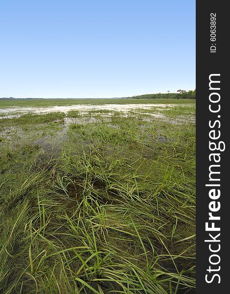 Swamp with clear blue sky