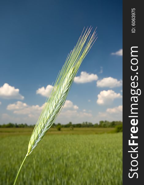 Close up of green wheat on sky
