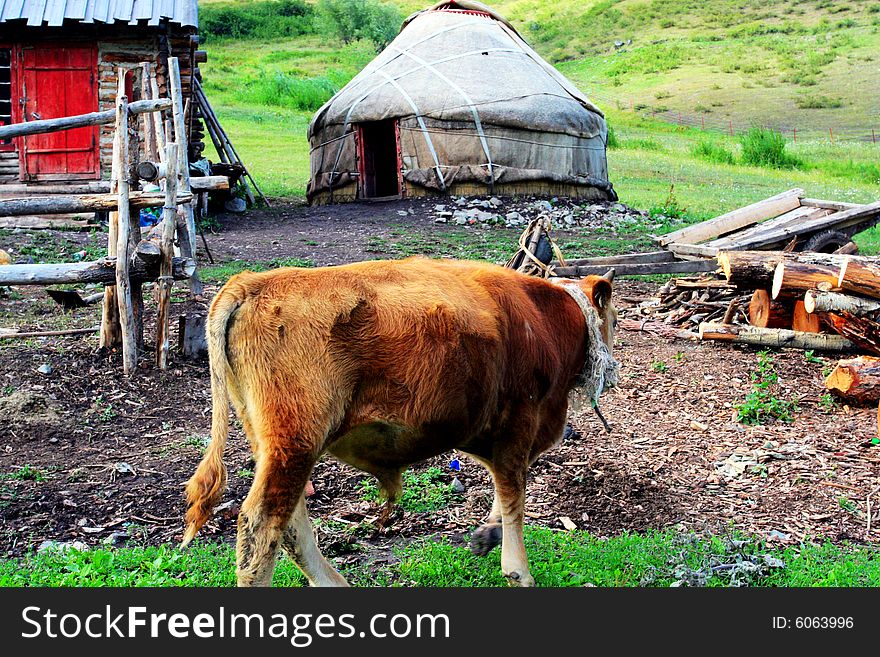The cow at the meadow of sinkiang china ..