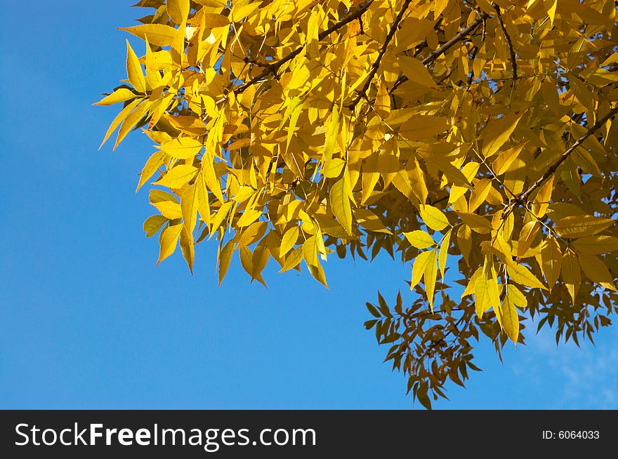 Yellow autumn leaves on blue sky background