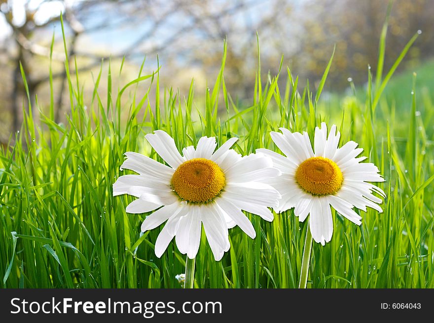 Two Daisies On Green Grass