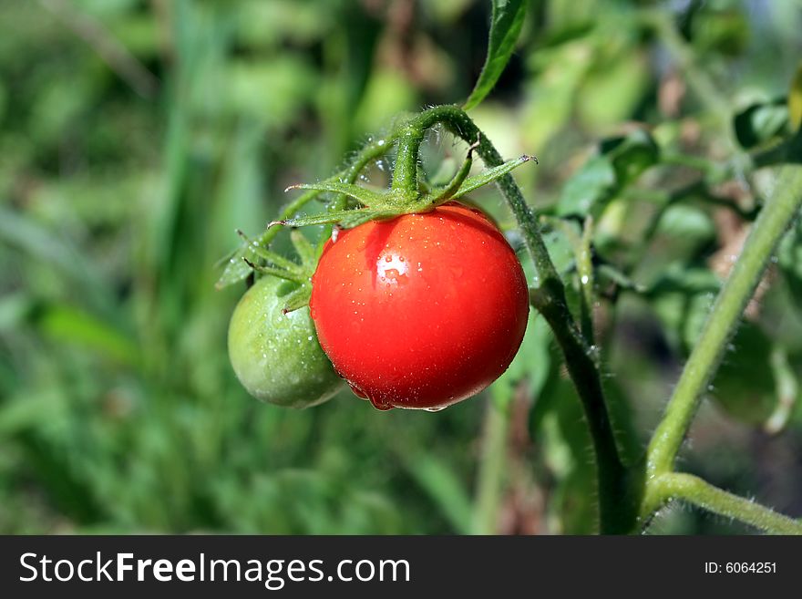 Fresh tomatoes on vegetable garden
