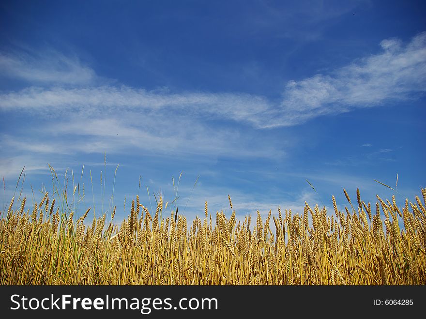 Wheat ears against the blue  sky. Wheat ears against the blue  sky