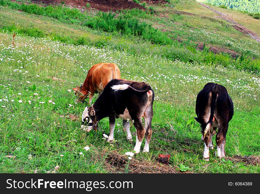 The cow  at the meadow of sinkiang china ..