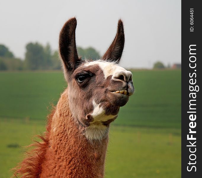 Funny image of a Llama with pricked up Ears and sticking out teeth. Funny image of a Llama with pricked up Ears and sticking out teeth