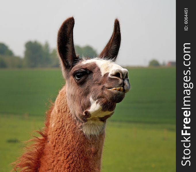 Llama Showing His Teeth