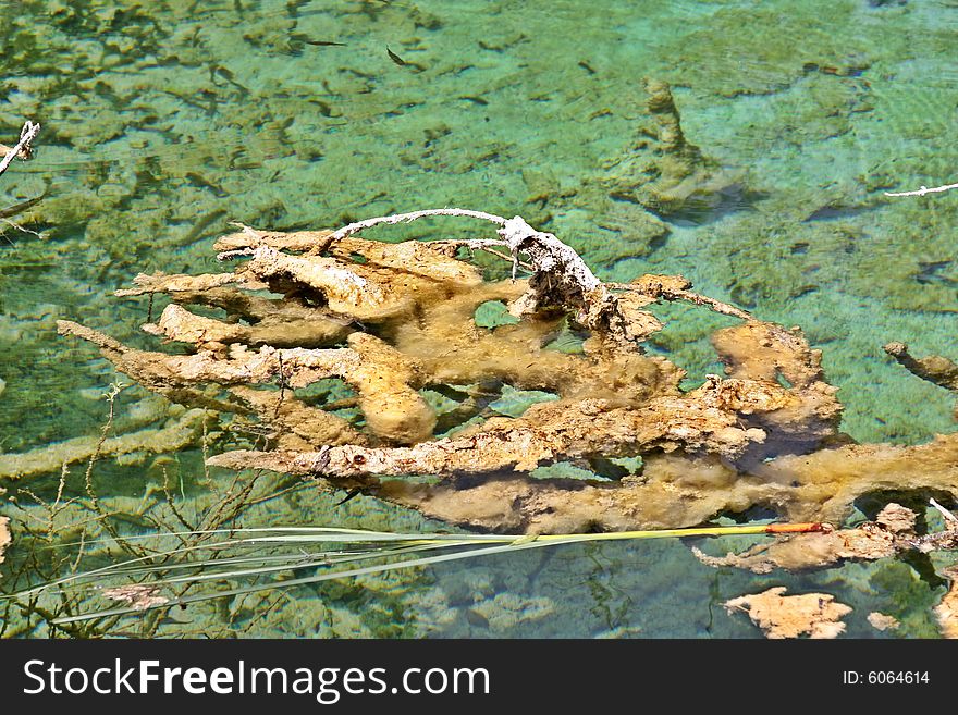 Old branch with moss in clear water