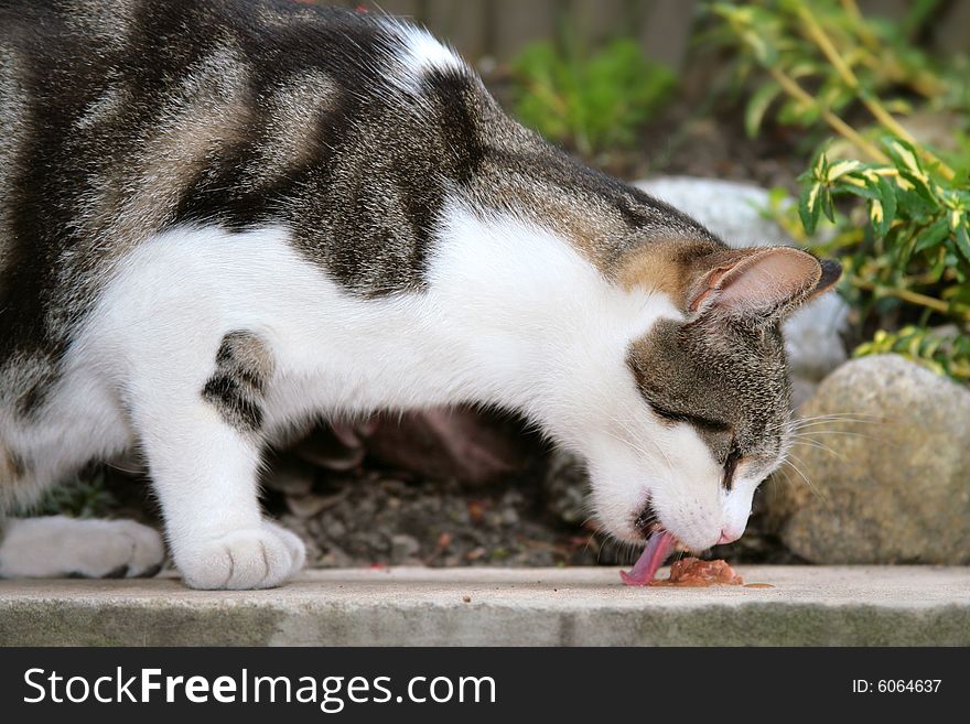 A young cat focus at something. A young cat focus at something