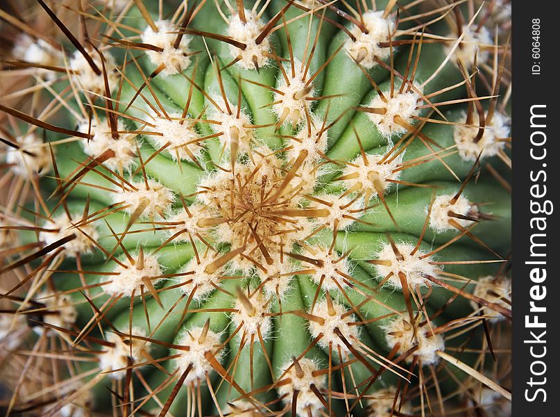 Detail of the middle of cactus with thorns