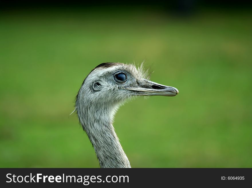 Close up of a  Rhea's head