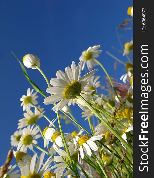 Flowers of  camomile field on  background of  blue sky